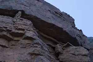 Morocco Wildlife Imprime: Woestijnoehoe, Pharaoh Eagle-Owl, Bubo ascalaphus