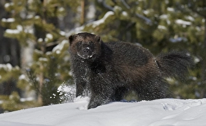 Wolverine, Gulo Gulo