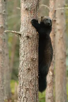 Scandinavian Fauna Images Imprime: Wolverine, Gulo gulo