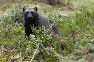 Carnivore Mammals Europe Imprime: Wolverine, Gulo gulo