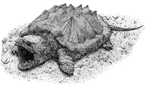Tortuga de Aleta de Alcancía del Gato Negro.