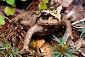 Chilean Wildlife Imprime: Alsodes igneus