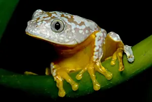 Hylidae Family Frogs Imprime: Amazon Leaf Frog