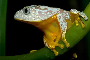 Hylidae Family Frogs Imprime: Amazon Leaf Frog