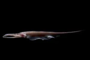 Amazon River Fish Imprime: Amazon River fish