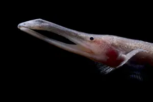 Amazon River Fish Imprime: Amazon River fish