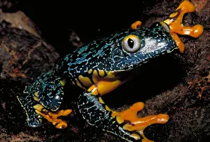 Tree Dwelling Animals Imprime: Amazonian leaf frog