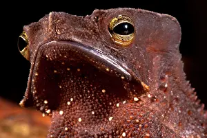 South American Frogs Imprime: Amazonian Leaf Toad
