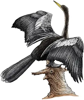 Anhinga Bird Imprime: Anhinga