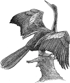 Water Animals Pictures Imprime: Anhinga