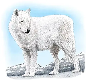 American Wildlife Art Imprime: Arctic Wolf