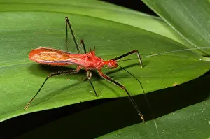 Amazon Rainforest Animals Imprime: Assassin Bug
