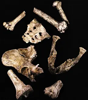 Australopithecus Afarensis Imprime: Australipithecus Afarensis