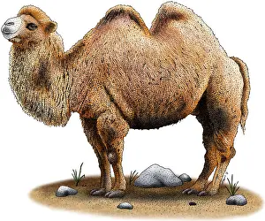Gobi Desert Animals Imprime: Bactrian Camel