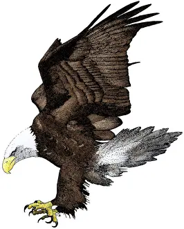 Haliaeetus Leucocephalus Images Imprime: Bald Eagle