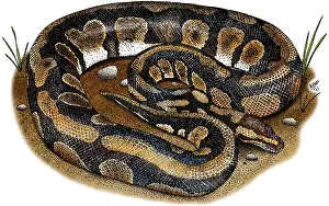 Ball Python Imprime: Ball Python