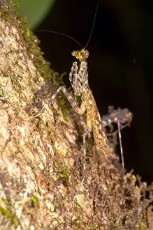 Mantis de la corteza