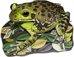 American Wildlife Art Imprime: Barking Tree Frog