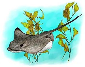 Ocean Wildlife Art Imprime: Bat Ray