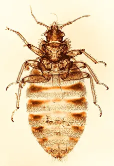 Close Up Insect Images Imprime: Bedbug, light micrograph