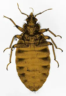 Cucaracha de cama, micrografía de luz.
