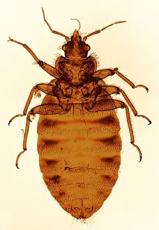 Impresión enmarcada : Cucaracha de cama, micrografía de luz. Impresión enmarcada : Cucaracha de cama, micrografía de luz.