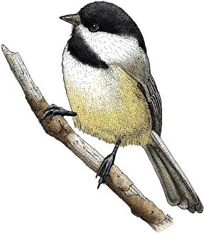 Animal Illustrations Online Imprime: Black Capped Chickadee