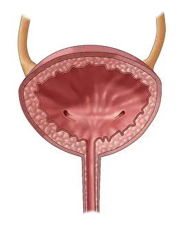 Urinary System Illustration Imprime: Bladder, Illustration