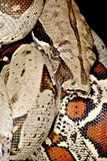 Peruvian Wildlife Imprime: Boa Constrictor