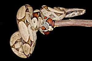 Peruvian Wildlife Imprime: Boa Constrictor