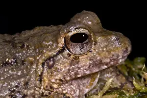 Tropical Forest Ecosystems Imprime: Bob's Robber Frog
