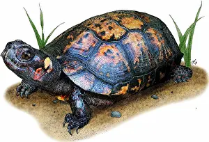 Critically Endangered Animals Imprime: Bog Turtle