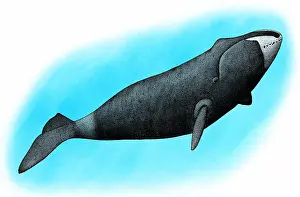 Marine Life Illustrations Imprime: Bowhead whale