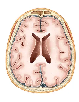 Cerebral Cortex Illustration Imprime: Brain, Transverse Section