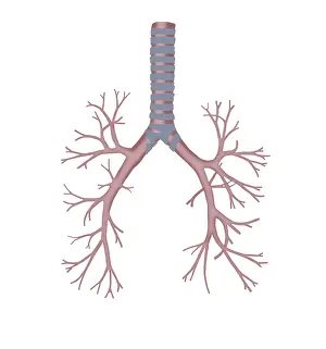 Human Respiratory System Imprime: Bronchus