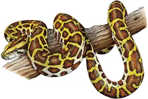 Snake Illustration Imprime: Burmese Python