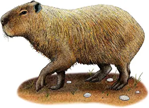 South American Wildlife Art Imprime: Capybara