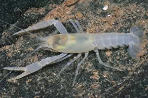 Freshwater Fauna Imprime: Cave crayfish