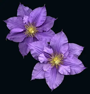 Clematis Flowers Imprime: Clematis