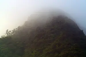 Cloud Forest Panama Imprime: Cloud Forest