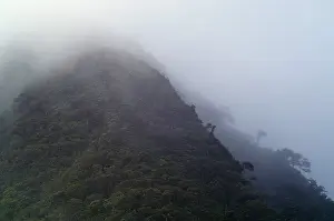 Central America Nature Imprime: Cloud Forest
