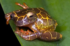 Tree Frog Species Imprime: Clown Tree Frog
