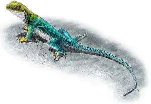 Iguanita de collar.