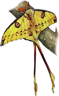 Lepidoptera Images Imprime: Comet moth