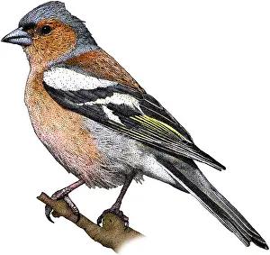 European Bird Art Imprime: Common Chaffinch