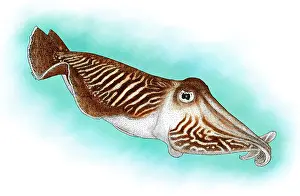 Impresión enmarcada : Cefalópodo Común