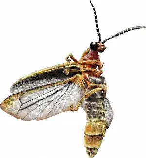 North American Insects Imprime: Common Eastern Firefly