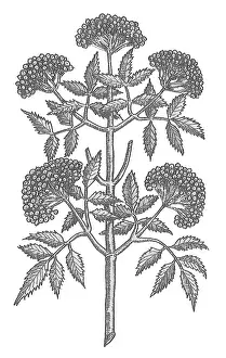 Historical Plant Illustration Imprime: Common Elder Tree