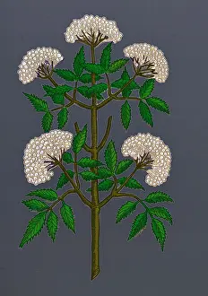 Historic Plant Illustration Imprime: Common Elder Tree