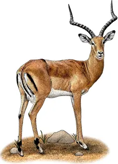 African Wildlife Art Imprime: Common Impala